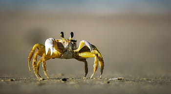 žlutá, hnědý, krab, stojící, šedá, písek, pláž, makro, detailní, plazení, oči