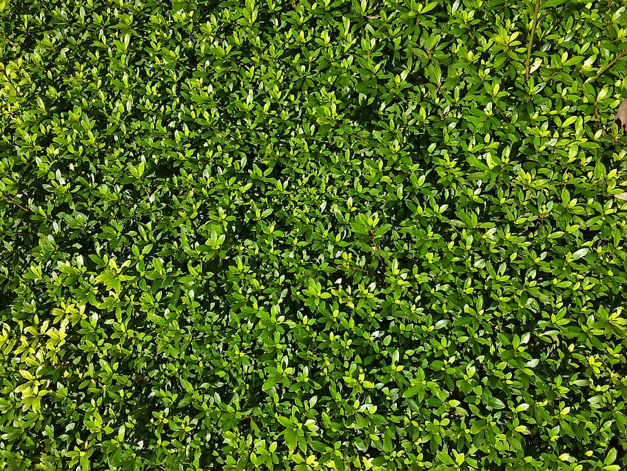 green leafed plants, satsuki, grass, leaf, green, flower bed, bill, valley, city, high sense, minami-aoyama