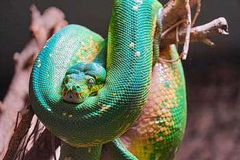 terrarium, green tree python, python, snake, scale, toxic, creature, eyes, tree snake, dangerous, animal world