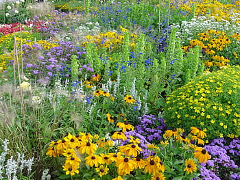 illustrazione di fiori gialli, fiori, estate, giardino, giardino, parco, estate, giardino, parco, biodiversità, colorato, pianta ornamentale, flora