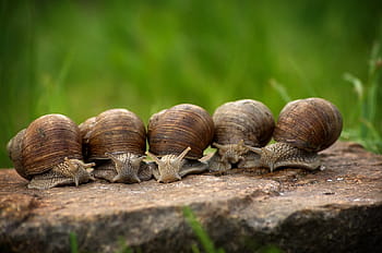 pět hnědých šneků, hlemýžď, hlemýždi, shell, pomalu, měkkýš, plazit se, makro, bydlení, stvoření, živočišného světa