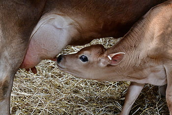 koe, kalf, feeding, melk, uier, vee, farm, landbouw, rundvlees, dier, natuur