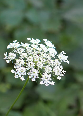 queen anne's lace, flower, green, nature, queen, lace, white, wild, plant, bloom, summer