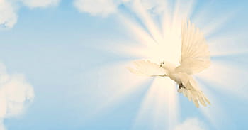 dove, sky, peace dove, wing, bird, blue, animal world, animal, lighting, sunlight, mood
