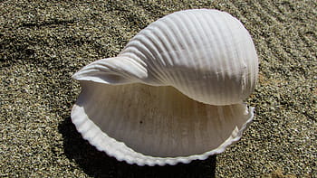 bílý, mušle, písek, shell, pláž, moře, letní, Příroda, zvířecí shell, prázdnin