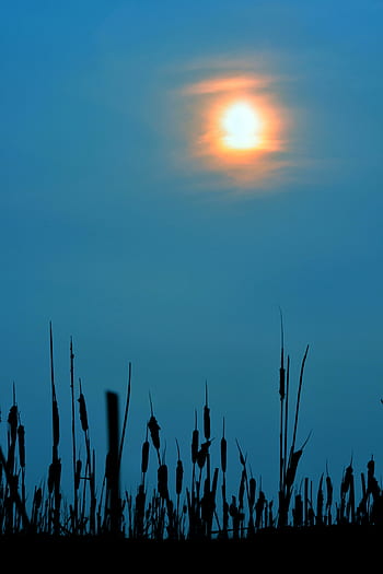 sun, sunset, blue, sky, mood, nature, evening, twilight, orange, cattails, silhouette