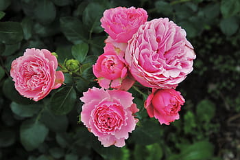 selektif, fokus, merah muda, bunga peony, mawar, rumpun pohon mawar, taman, taman mawar, mawar merah muda, kelopak mawar, alam