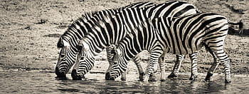 three, zebras drinking water, zebra, safari, wildlife, savanna, nature, monotone