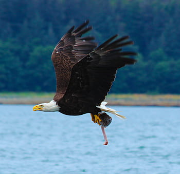 bald eagle, fresh catch, pastel, animal wildlife, bird, animal, one animal, eagle - bird, flying, animals in the wild, bird of prey