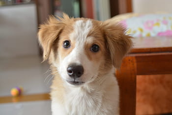 bianca, Marrone, cucciolo di border collie, cane, animale domestico, animale, domestico, carina, cucciolo, adorabile, pedigree
