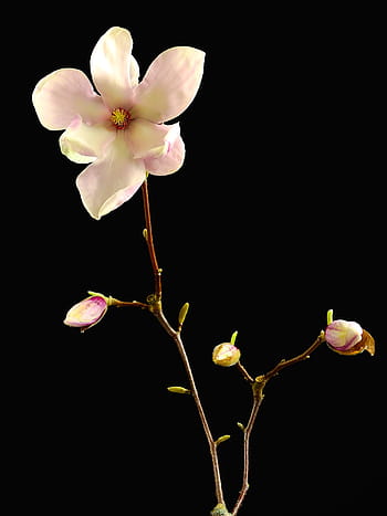 roz, alb, flori petaled, floare, inflori, a inflori, primăvară, natură, plantă, copac, magnolie