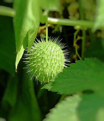 plant, spikes, green, summer, wild cucumber