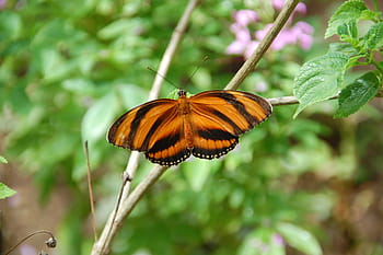 tiger longwing butterfly perching, tree branch, bug, brazil, mexico, butterfly, dryadula creagrus, animal
