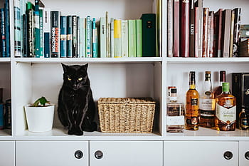 黒、 猫、 枝編み細工品バスケット、 白、 本棚の棚、 黒猫、 本棚、 棚、 ペット、 動物、 本