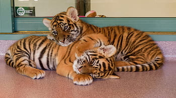 δύο, bengal tiger cubs, τίγρης της Βεγγάλης, τίγρης, τίγρεις, cubs, μεγάλη γάτα, ανάπαυσης, υπνάκο, χαλάρωση, θηρευτής