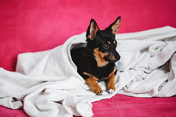 かわいい、 子犬、 ピンク、 ベッド、 犬、 ペット、 動物、 睡眠、 眠っている、 愛らしい、 小型犬