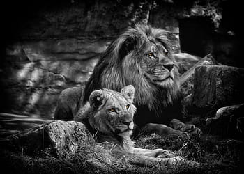 grayscale photo, two, lions, lion, bw, animals, predator, africa, black white, zoo, cat