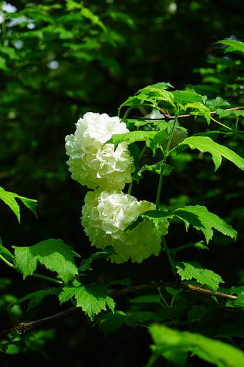 palla di neve, cespuglio, fiori, le foglie, palla di neve vera, bianca, verde, viburnum opulus roseum, arbusto ornamentale, ornamentale, opulus viburnum
