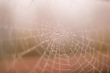 vodní rosa, pavoučí síť, selektivní, zaostřovací fotografie, detailní, fotografování, pavouk, web, kapky, voda, během dne
