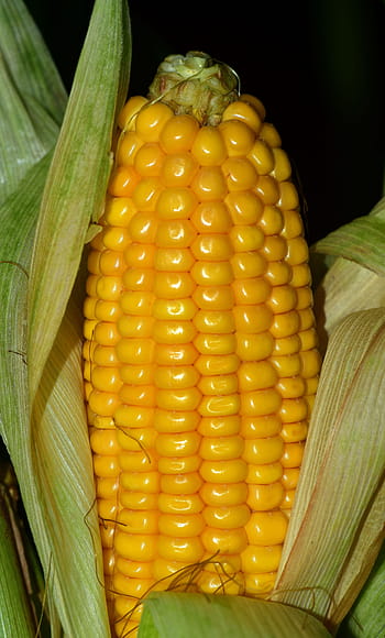 kukorica, főtt kukoricát, élelmiszer, zöldségek, gabonafélék, ősz, eszik, természet, kukorica szemek, gabona, finom