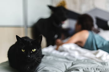 猫の肖像画、 猫、 肖像画、 ペット、 動物、 屋内で、 飼い猫、 ベッド、 ベッドルーム、 家庭生活、 かわいい
