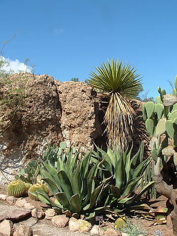 deserto, Agave, cactus, natura, succulento, pianta, botanico