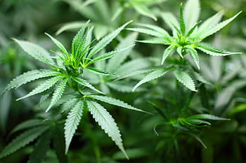 pianta di cannabis verde, piantina, canapa, marijuana, marijuana - cannabis a base di erbe, narcotico, pianta di cannabis, cannabis - narcotico, natura, pianta, foglia