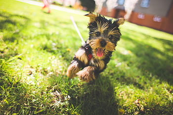 クレイジージェシー、 クレイジー、 ジェシー、 動物、 かわいい、 犬、 子犬、 ペット、 ヨークシャーテリア、 屋外、 草