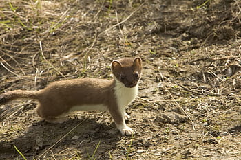 short-coated, brown, white, animal, soil, short-tailed weasel, weasel, rodent, wildlife, nature, outside