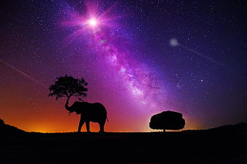 elephant silhouette, digital, wallpaper, galaxy, milky way, space, sky, night, universe, star, cosmos