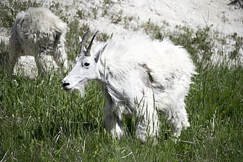 white, mountain goat, grass, Highway, Mountain, Trees, Forest, Woods, travel, landscape, summer