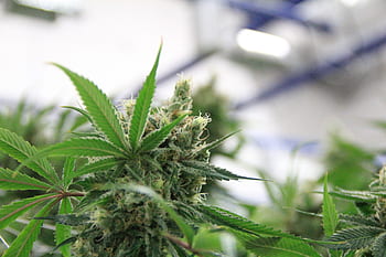 cannabis, mmj, marijuana, pot, herb, weed, medical, green, grass, indica, strain