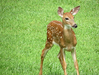hnědý, Jelen, zelená, tráva, whitetail, kolouch, volně žijících živočichů, roztomilá zvířata, baby jelen, zvíře, Příroda