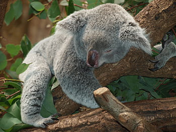 gray, koala, bear, tree, koala bear, australia, teddy, sleep, lazy, rest, animal