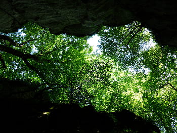 Canopy, Trees, Foliage, Upward, green, rock, cleft rock, sheep mountain, gorge, swabian alb, zollernalb