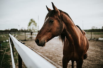 cavalo, retrato, marrom, fazenda, ao ar livre, garanhão, natureza, rural Cena, rancho, mamífero, pasto