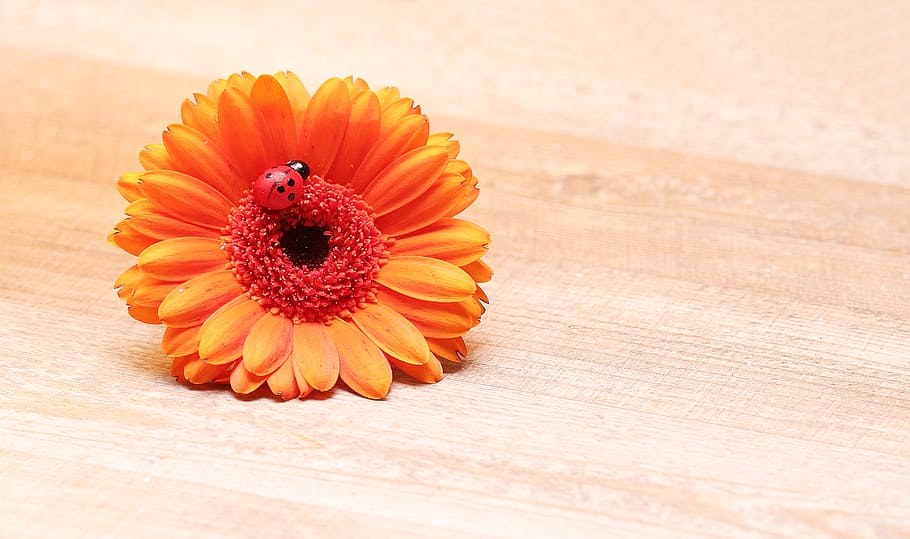 ladybug, orange, gerbera daisy flower, gerbera, lucky ladybug, flower, blossom, bloom, colorful, orange blossom, orange gerbera