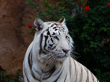 harimau albino, harimau bengal putih, harimau, kucing, predator, berbahaya, kucing liar, kucing besar, raja harimau, panthera tigris tigris, harimau India