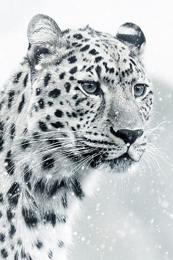 mělký, soustředit se, bílý, levhart sněžný, leopard, Gepard, živočišného světa, zvíře, savec, kočka, šelmy