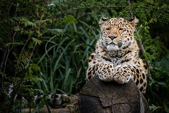 leopard, amur, cat, animal, predator, head, face, dangerous, fur, wild, wildcat