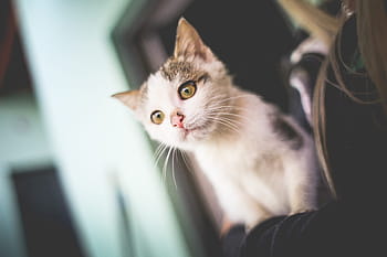 putih, kucing, Kucing Putih, Senjata, hewan, monty, hewan peliharaan, vagina, Kucing domestik, imut, mencari