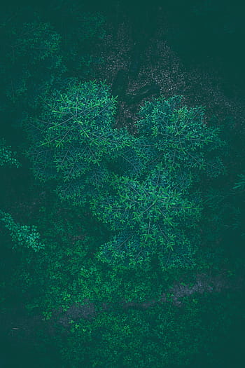 green plants, green, plants, leaves, trees, nature, autumn, forest, green color, backgrounds, full frame