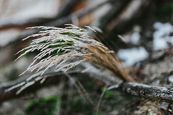 caminar, bosque de otoño, otoño, bosque, hojas, madera, plantas, árboles, troncos, rama, naturaleza