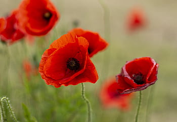 giorno della Memoria, papaveri, rosso, fiore, guerra, memoriale, simbolo, Britannico, militare, novembre, soldato
