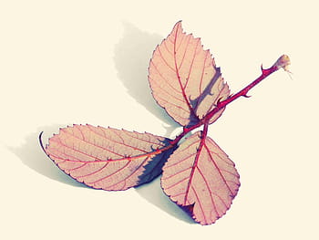 Leaves, Reverse, Zarza, Blackberry, red, autumn, skewers, thorns, thorny, red leaf, leaf