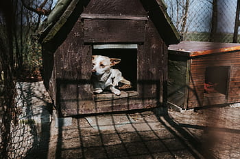 農場、 動物、 鶏、 犬小屋、 小屋、 村、 農村、 木材-素材、 アウトドア、 家、 自然
