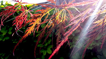 rot, Blatt Pflanze, Sonnenstrahl, Blatt, Pflanze, Natur, Garten, Sonnenaufgang, Morgen, Sonnenlicht, Wachstum