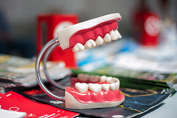 čelist, Modelka, zub, zuby, zubní lékařství, dentals, zubař, zubní, zdraví, hygiena, péče