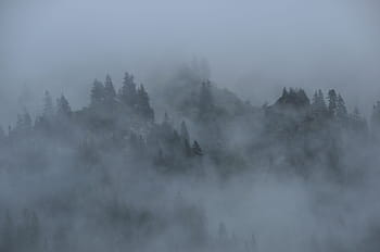 foggy mountain, fog, clouds, mountains, forest, nature, landscape, mystical, mysterious, atmospheric, alpine
