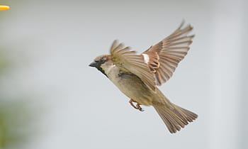 sparrow, bird, outdoor, flying, wings